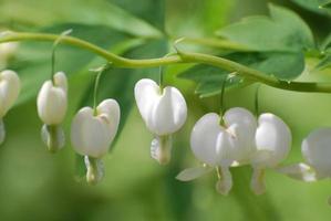 weiße blutende Herzblumenblüten foto