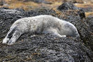 neugeborenes Seehundbaby ausgestreckt auf Algen foto