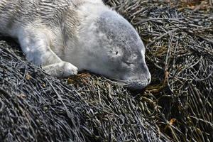 ungepflegte, flauschige graue Seehundbabys auf Algen foto