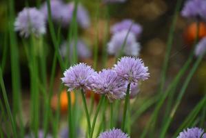 Garten mit blühenden und blühenden lila Schnittlauch foto