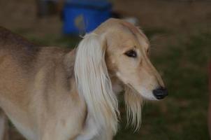 Profil eines Saluki-Hundes foto