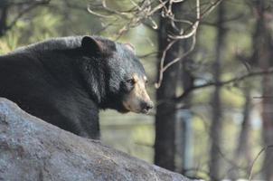 das Profil eines Schwarzbären foto