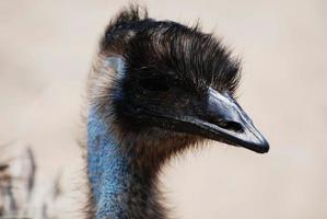 Gesicht eines großen blauen Emu-Vogels foto