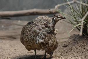 flauschige Federn auf einem eleganten Tinamou mit Haube foto