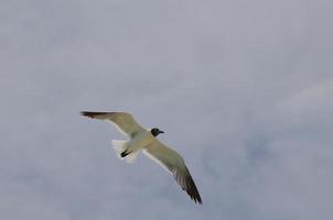 dicker bewölkter Himmel mit einer fliegenden lachenden Möwe im Flug foto