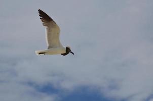 Lachmöwe mit ausgebreiteten Flügeln foto