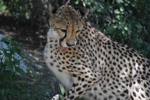 schöner glatter Gepard, der sich im Schatten pflegt foto