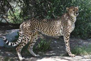 schlanke königliche Gepardenkatze, die balanciert auf einem Felsen steht foto