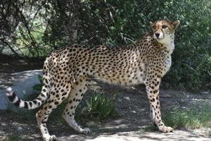 schlanker Gepard, der balanciert auf einem flachen Felsen steht foto