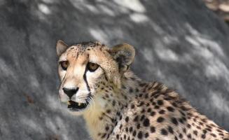 aufgeregter Gepard mit leicht geöffnetem Mund foto