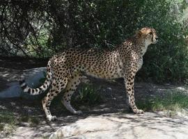 schöner Gepard, der vor einem Lauf in der Stille balanciert foto