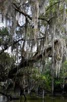 Alter Baum in spanischem Moos in Louisiana drapiert foto