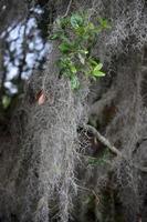 langes Moos, das von einer Pflanze im Bayou abtropft foto
