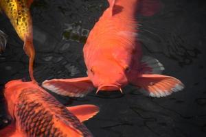 Bunte Koi-Fische schwimmen in einem Teich foto