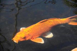 orangefarbener japanischer Koi-Fisch, der in einem Teich schwimmt foto