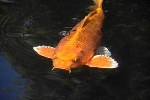 atemberaubende Aufnahme eines orangefarbenen Koi-Fisches foto