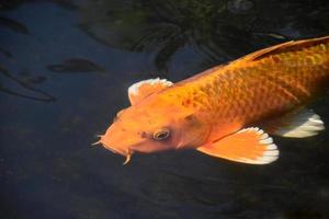 Tolle Aufnahme eines orangefarbenen Koi-Fisches foto