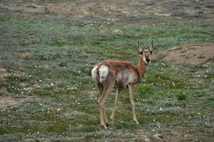 Flauschige Pronghorn-Antilope, die auf einem Feld süß aussieht foto