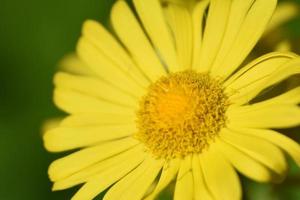 Wunderschöne gelb blühende Leoparden-Fluch-Blumenblüte foto