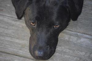 schwarzer Labrador Retriever mit gesenktem Kopf in Ruhe foto