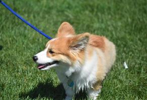 Corgi-Hund an einer blauen Leine in einer Rasenfläche foto