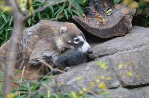 Nasenbär mit weißer Nase foto