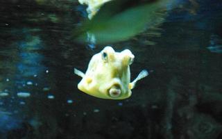 Gesicht eines gehörnten Kofferfisches, der unter Wasser schwimmt foto