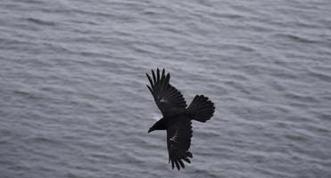 fantastische schwarze Krähe mit im Flug ausgebreiteten Flügeln foto