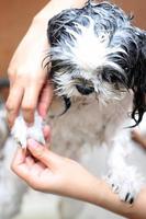 Hund duscht mit Wasser und Seife. foto