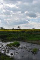 Bach, der im Frühjahr neben einem Rapsfeld fließt foto