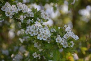 Trauben von weißen Apfelblüten, die auf einem Baum blühen foto