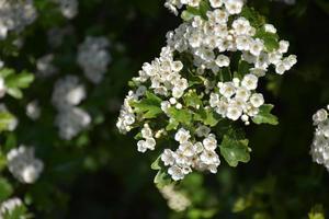 Obstbaum mit weißen Blütenbüscheln gefüllt foto