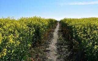 Feldweg durch ein blühendes Rapsfeld foto