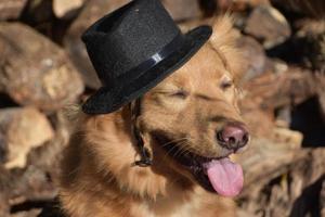 dummer Hund, der an einem Herbsttag einen Hut trägt foto