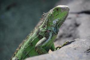 grüne Spitzen auf dem Rücken eines Leguans foto