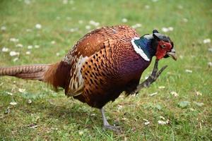 Fasan in einem Feld an einem Frühlingstag kratzen foto