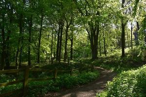 herrlich schlängelnder Waldweg durch den Wald foto