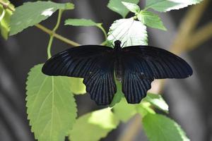 großer schwarzer Schmetterling mit auf einem Blatt ausgebreiteten Flügeln foto