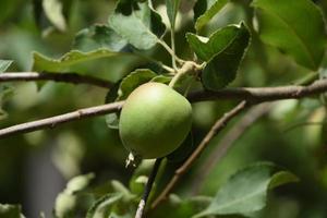 grüner Apfel, der im Herbst auf einem Baum wächst foto