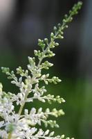 erstaunlicher Blick auf eine blühende weiße Astilbe-Pflanze