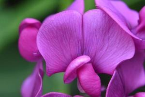 Brillante, heiße rosa Edelerbsenblumen in voller Blüte foto