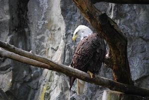 schöne Federn auf einem Weißkopfseeadler foto