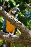 leuchtend blauer und gelber Papagei auf einem Ast foto