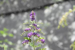 hübsche lila Blüten an einem Schmetterlingsstrauch foto