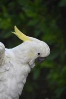 Gelber Schopfnymphensittich Vogelprofil aus nächster Nähe foto