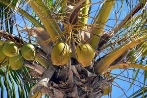 Palme mit viel grüner Kokosnuss foto