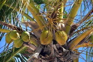 Palme mit grünen Kokosnüssen, die darauf wachsen foto