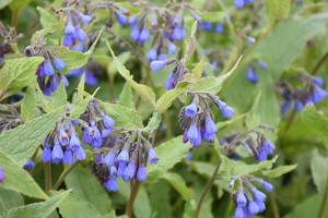 Bluebell-Blumen, die im Frühjahr in der Natur blühen foto