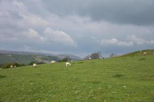 Schafe auf einem Feld unter grauem Himmel foto