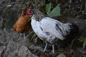 Weiße und schwarze Freilandhühner Roaming foto